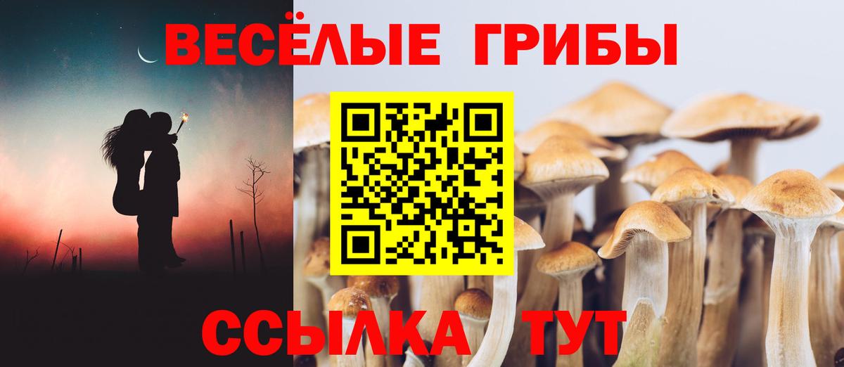 Псилоцибиновые грибы Cubensis Кстово